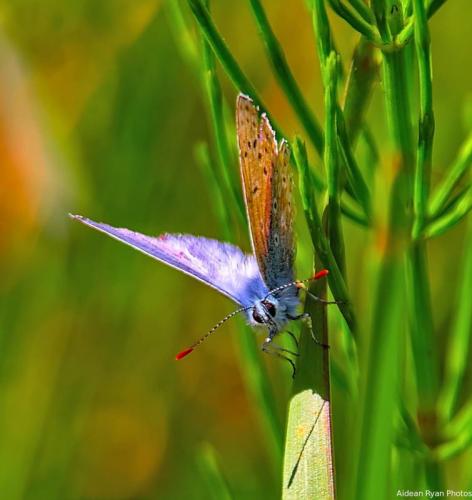 Common Blue 