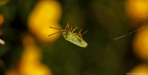 Gorse Shield Bug