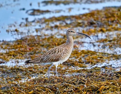 Whimbrel Galway