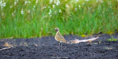 Golden Plover Boora