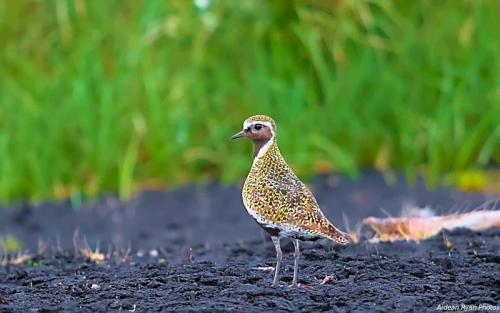 Golden Plover