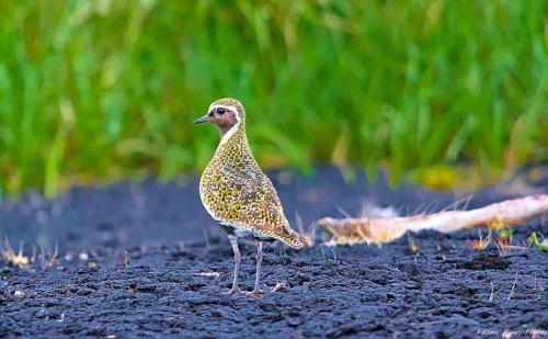 Golden Plover