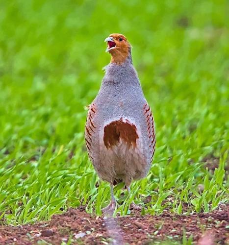 Grey Partridge