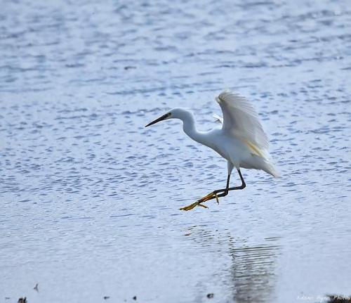 Little Egret