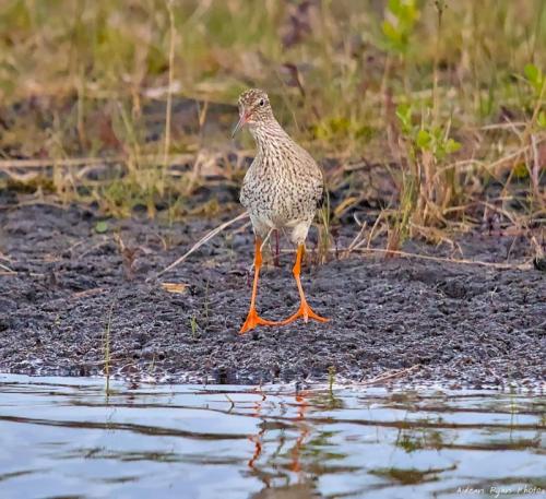 Red shank 