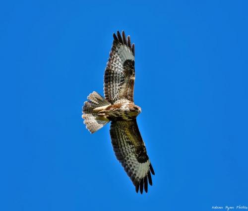 Buzzard