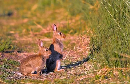 Rabbits