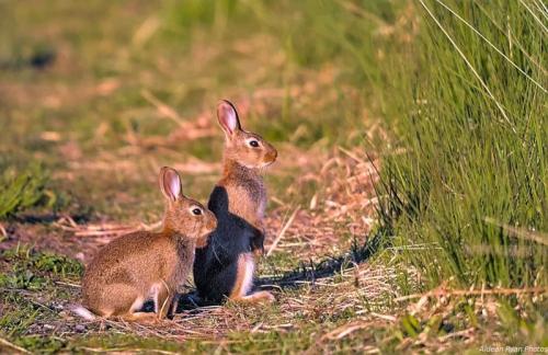 Rabbits