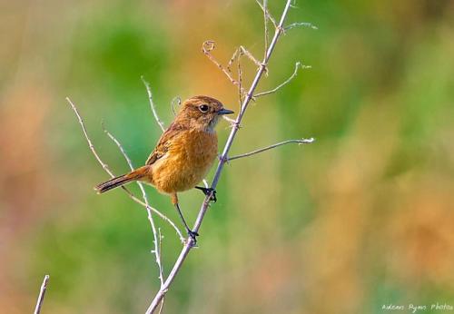 Stonechat