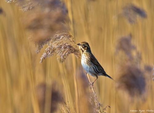 Reed Bunting