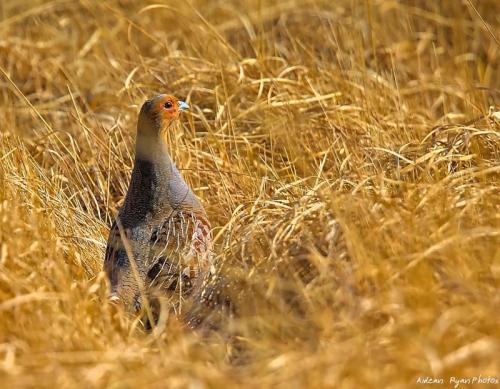 Grey Partridge