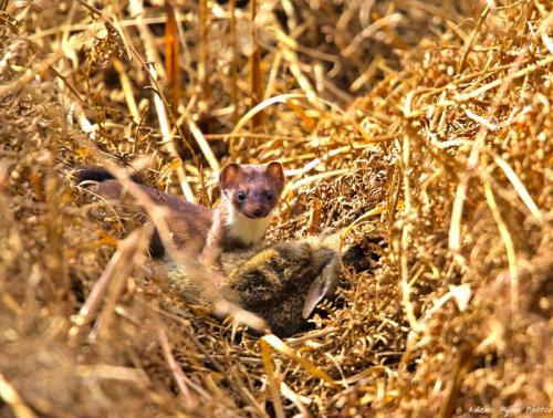 Stoat