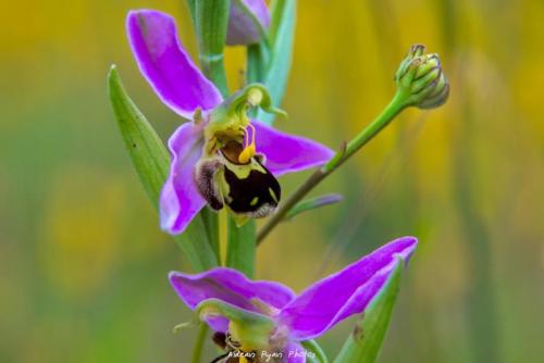 Bee Orchid