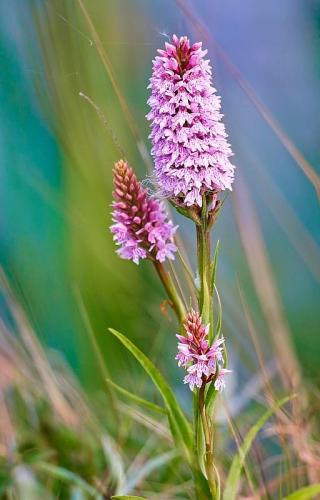 Summer Orchid