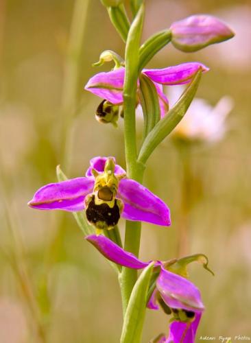 Bee Orchid