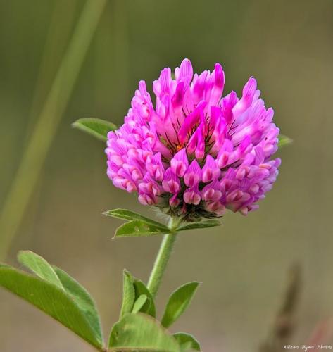 Redclover