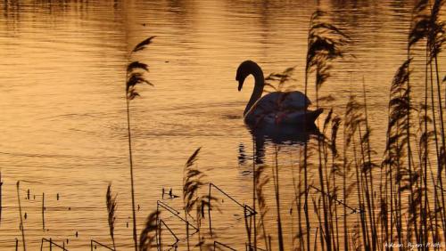 Swan at Sunset