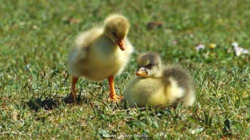 Goslings