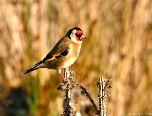 Goldfinch