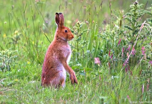 Irish Hare