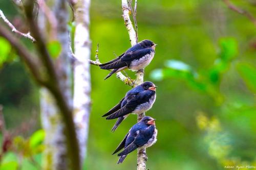 Swallows