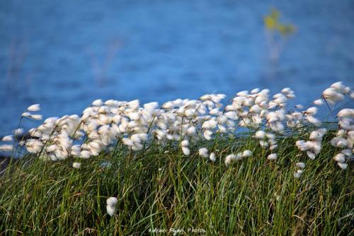 Bog Cotton