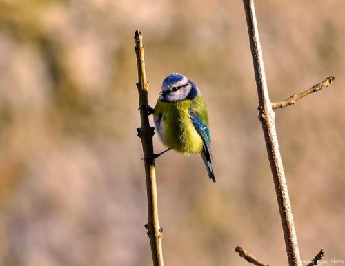 Bluetit